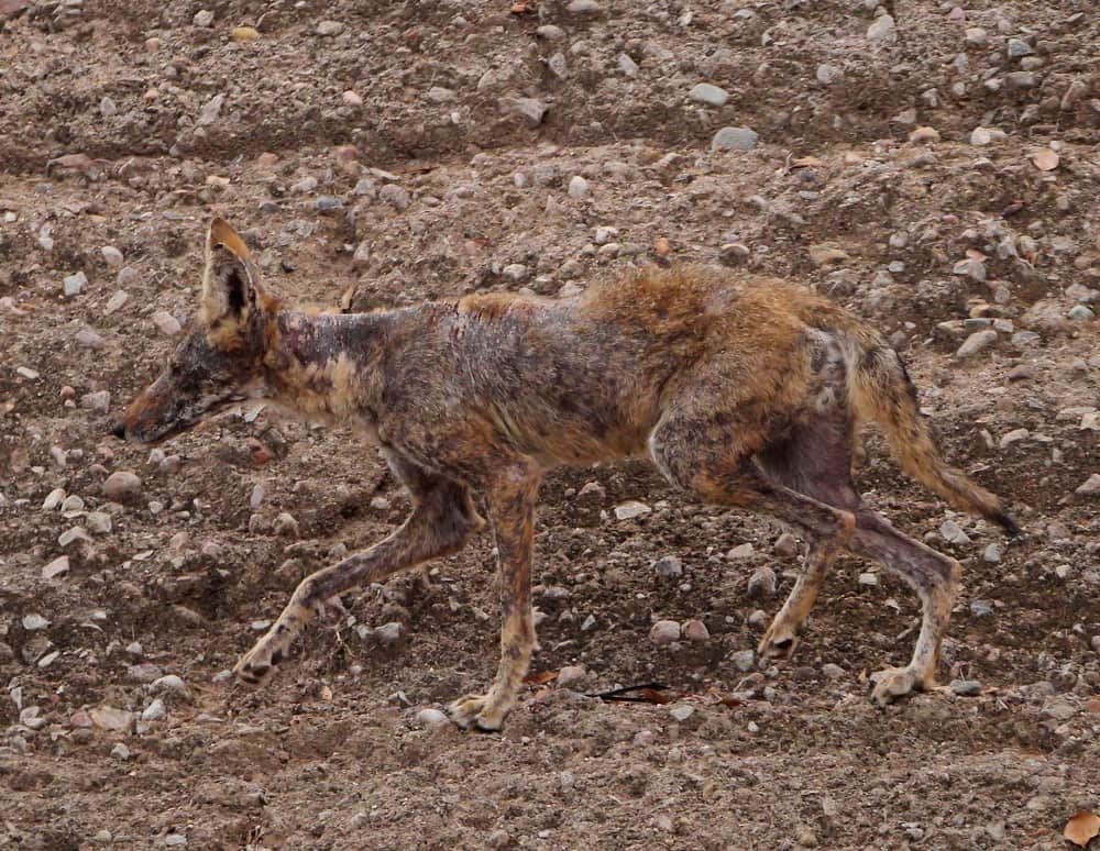 Coyote With Mange: How To Treat And Save Them 1 At A Time